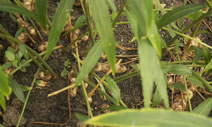 Ginger (Edible)