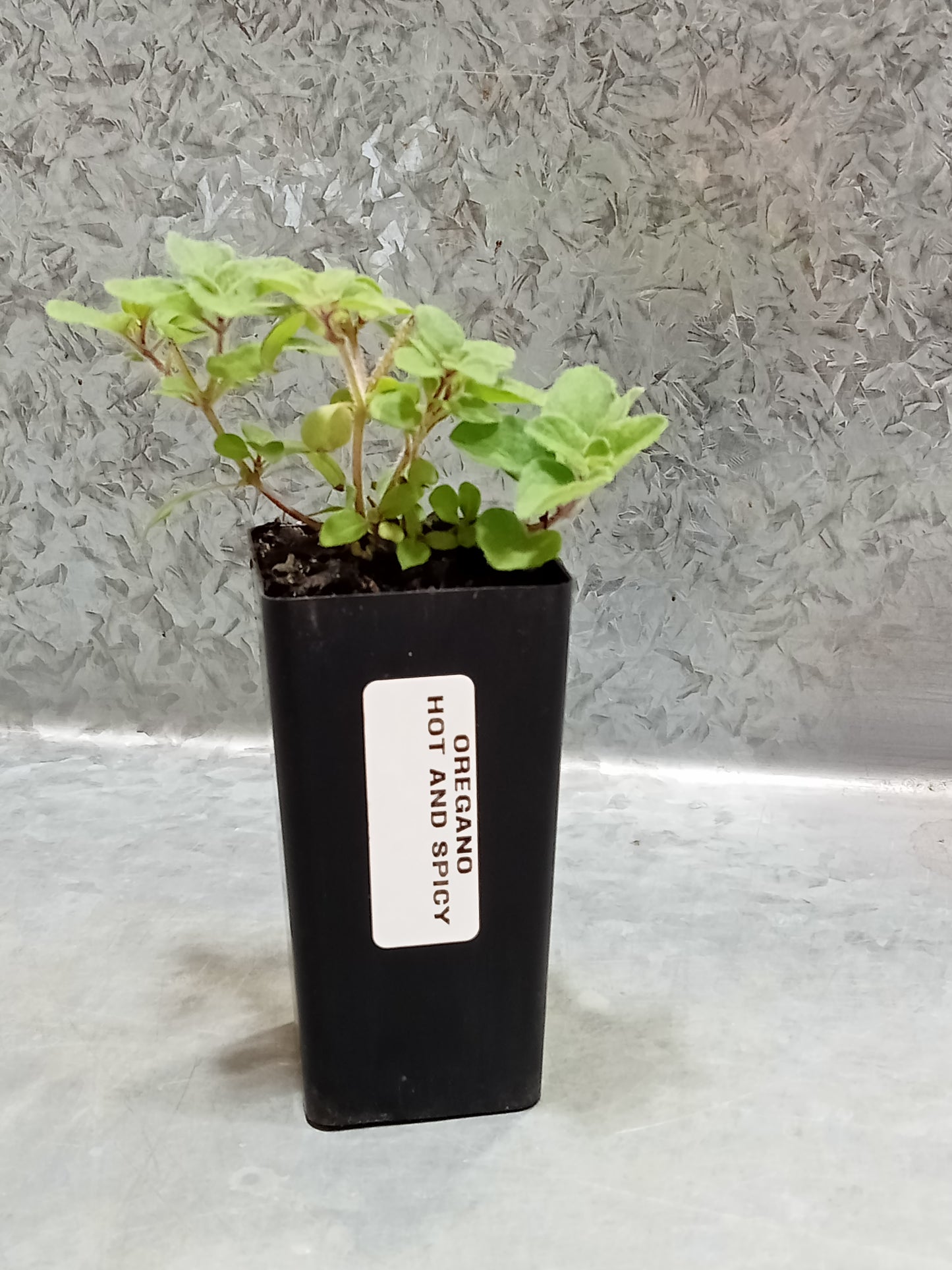 Oregano (Hot and Spicey)