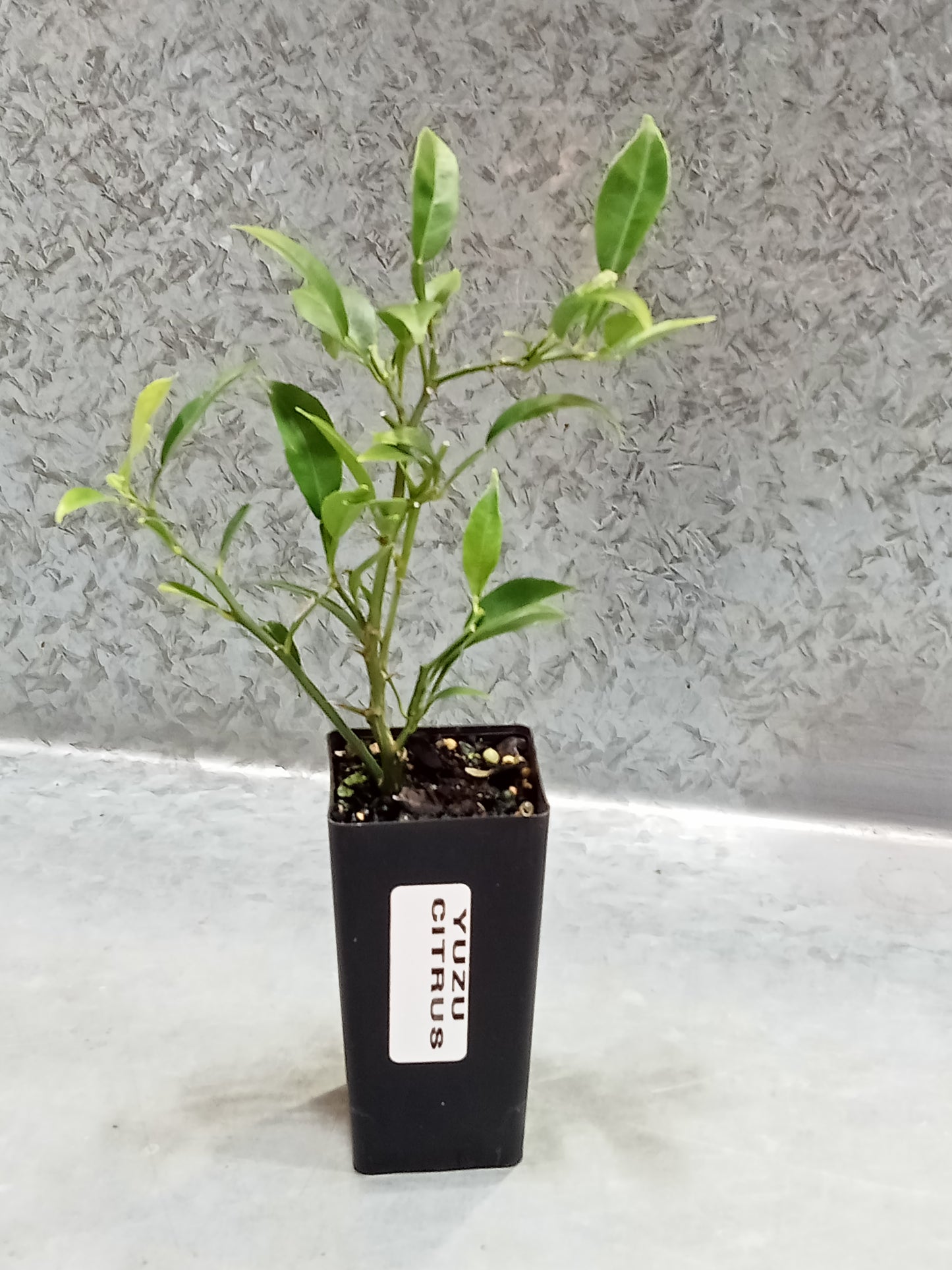 Yuzu citrus