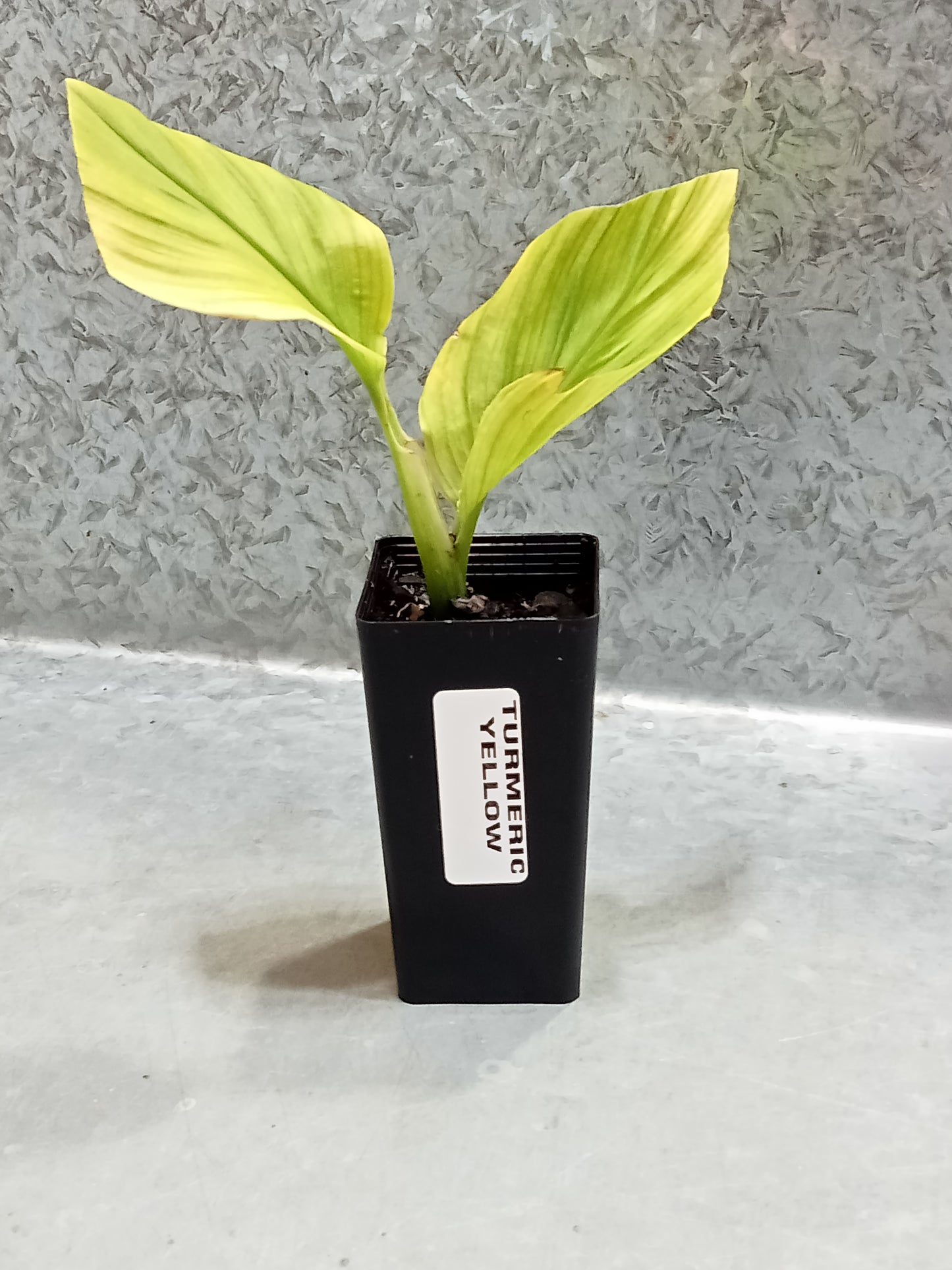 Turmeric (Yellow)