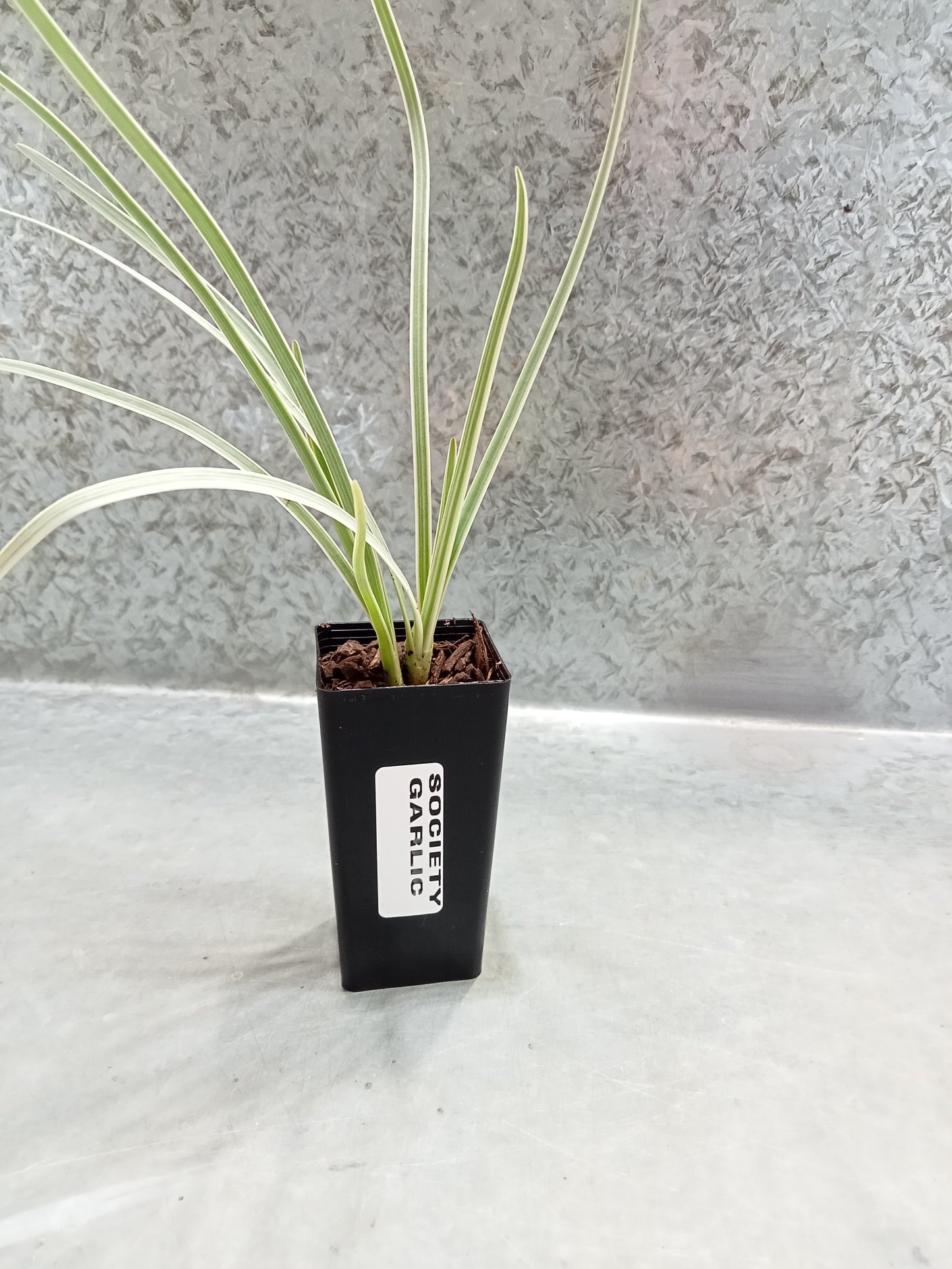 Society garlic (Variegated)