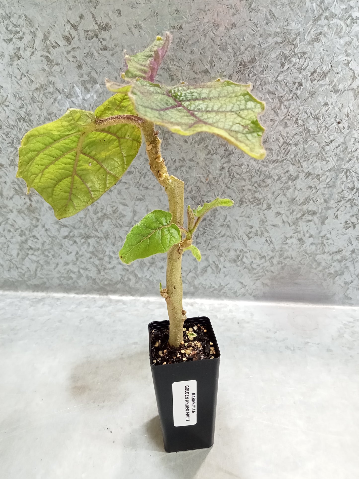 Naranjilla (Golden Andes Fruit)