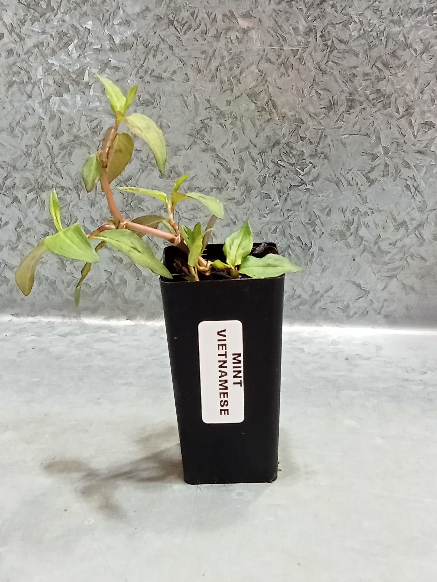 Mint (Vietnamese)