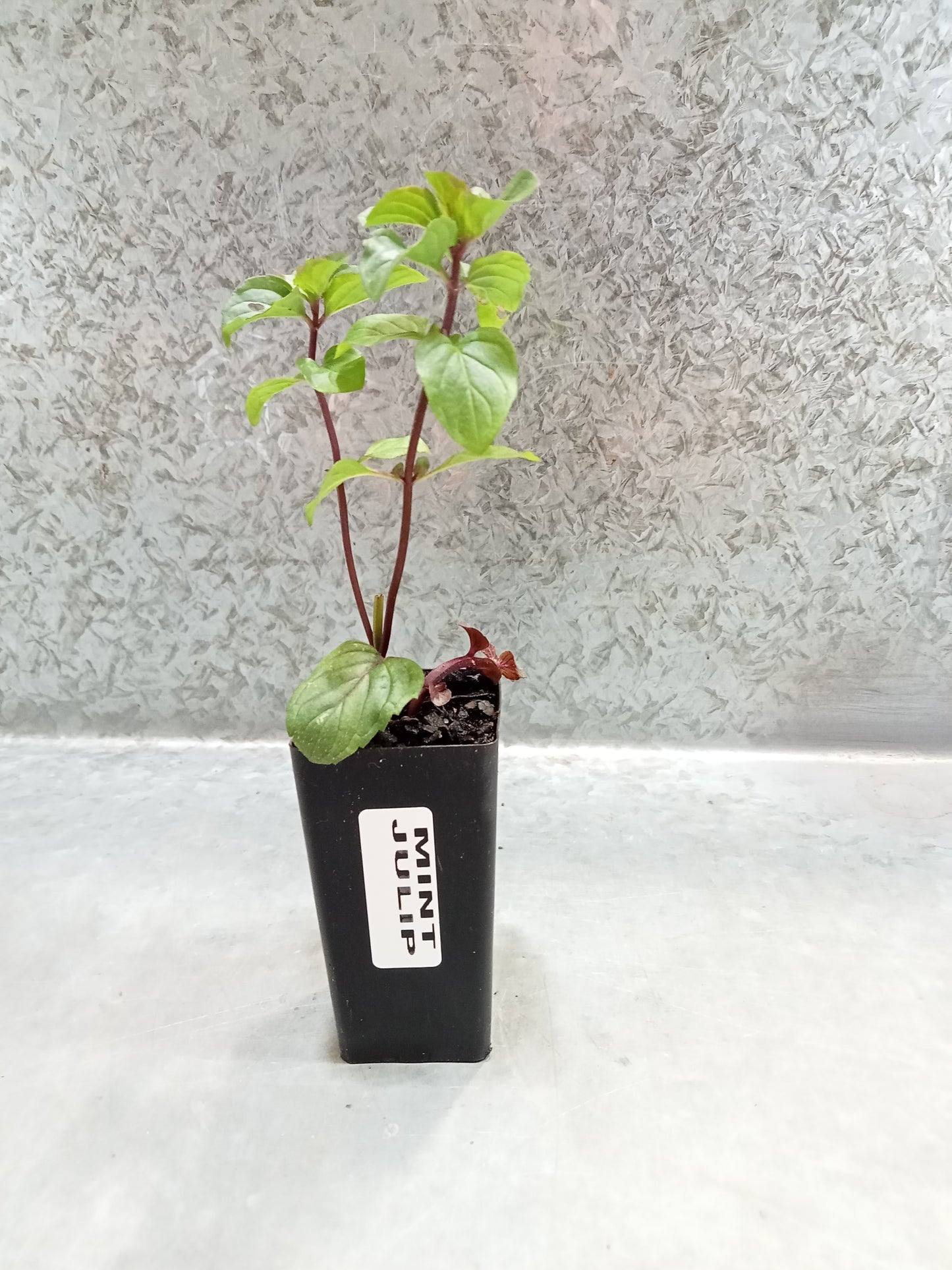 Mint (Julip)