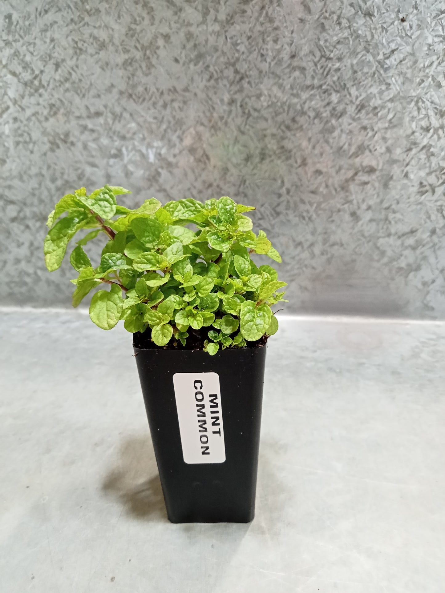 Mint (Common Garden)