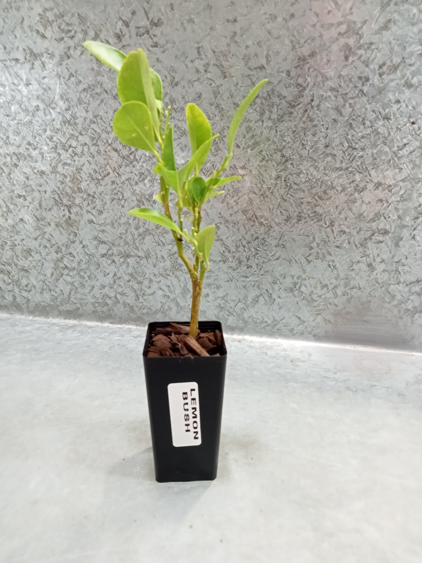 Lemon (Bush)