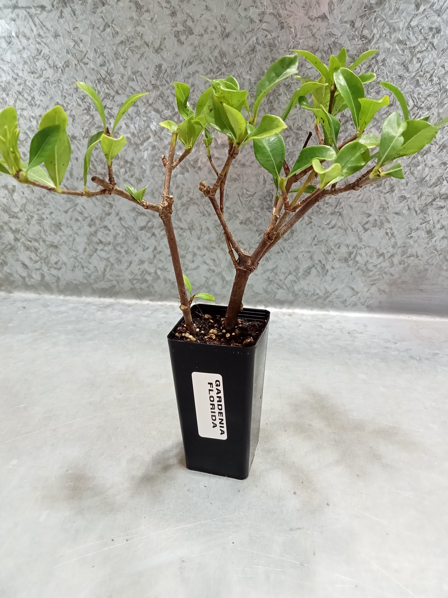 Gardenia (Florida)