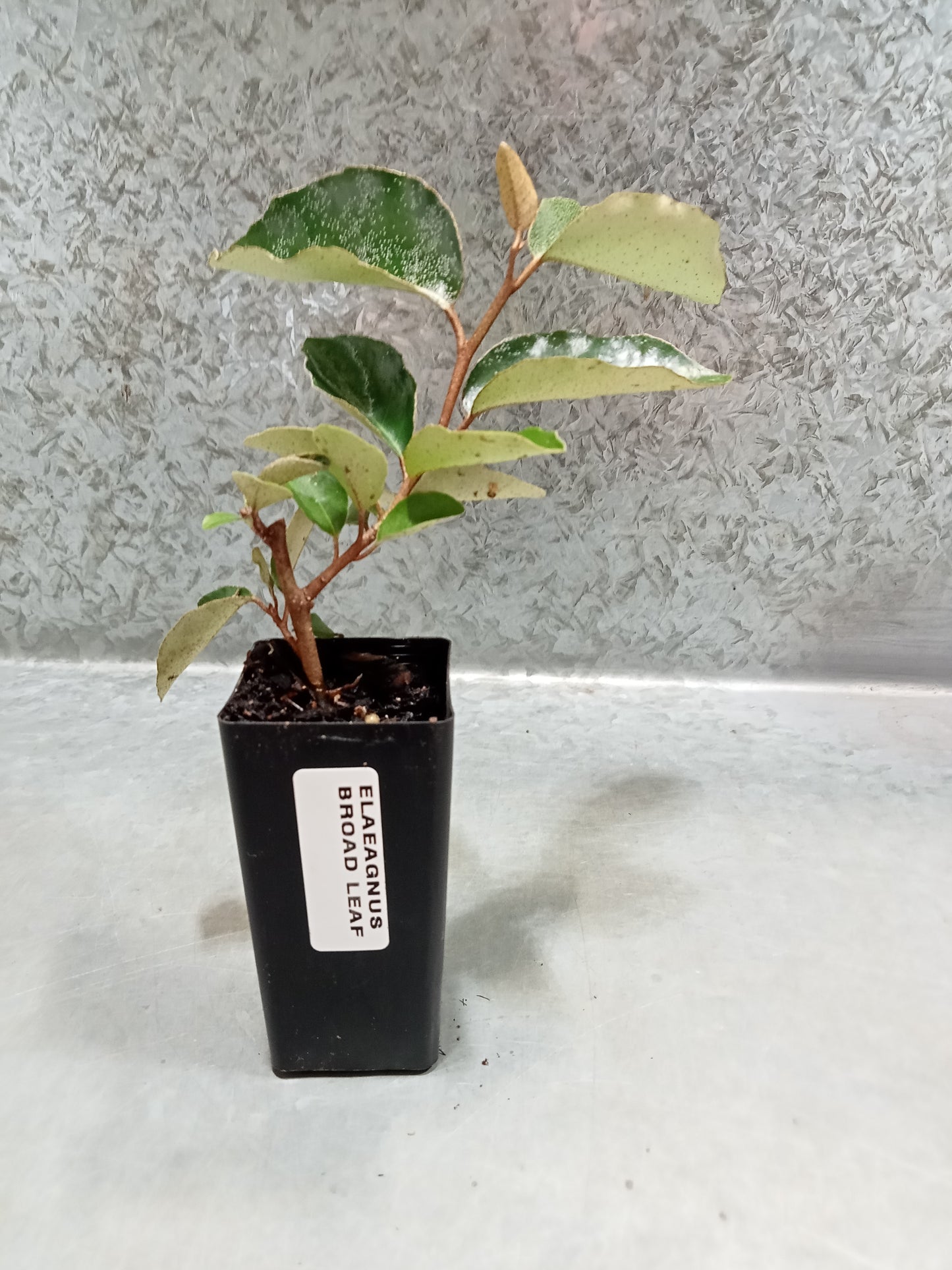 Elaeagnus (Broad Leaf)
