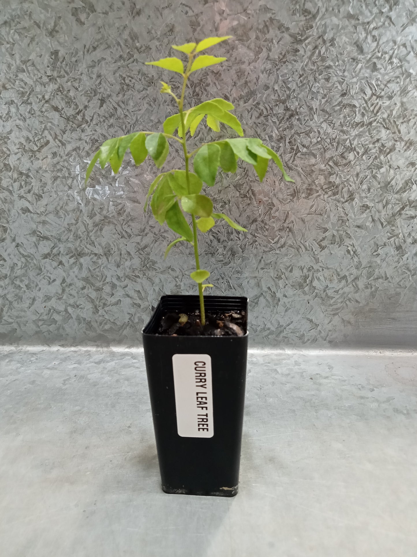 Curry leaf tree
