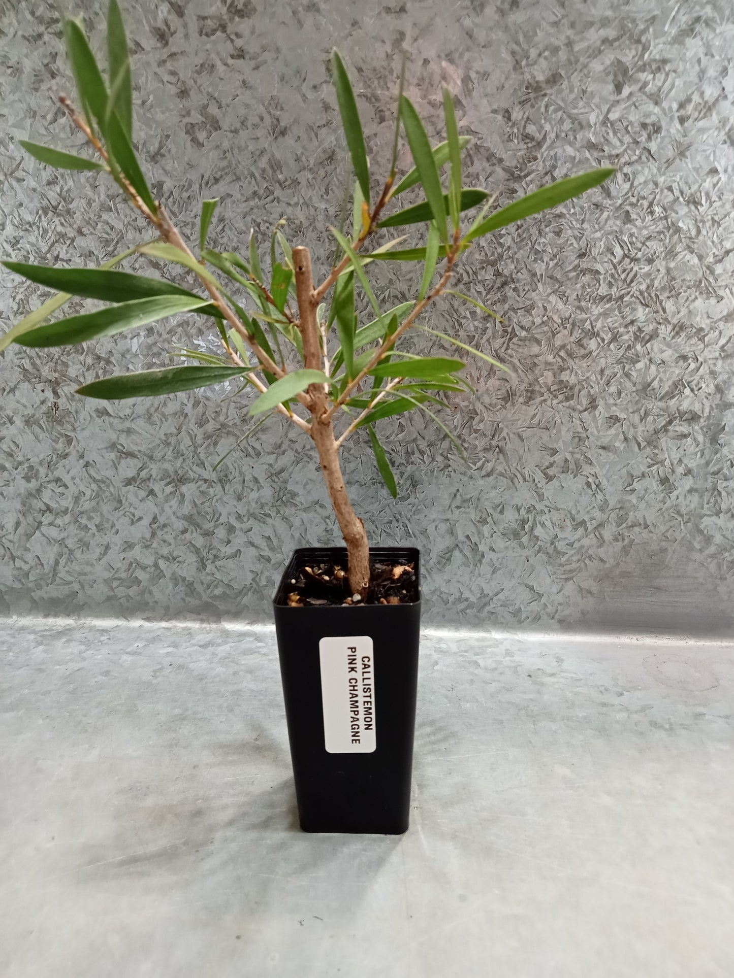Callistemon (Pink Champagne)