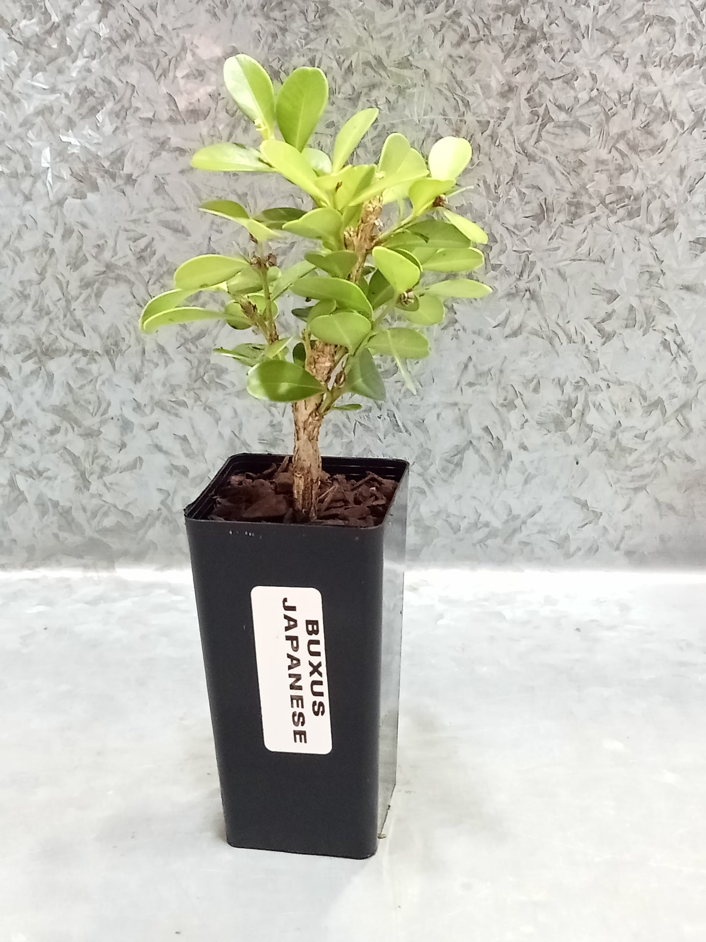 Buxus (Japanese)
