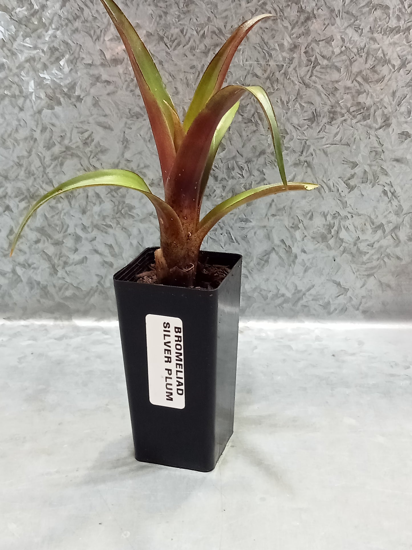 Bromeliad (Silver Plum)