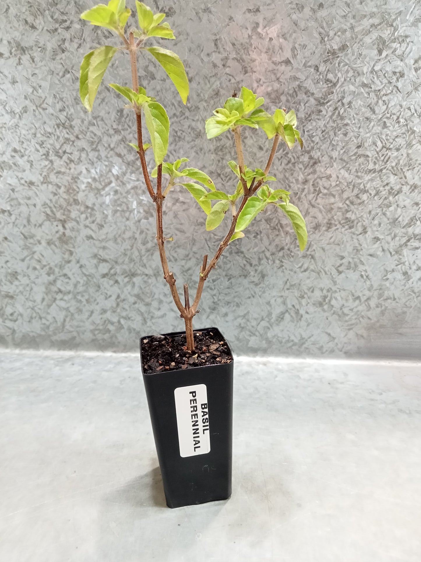 Basil (Perennial)