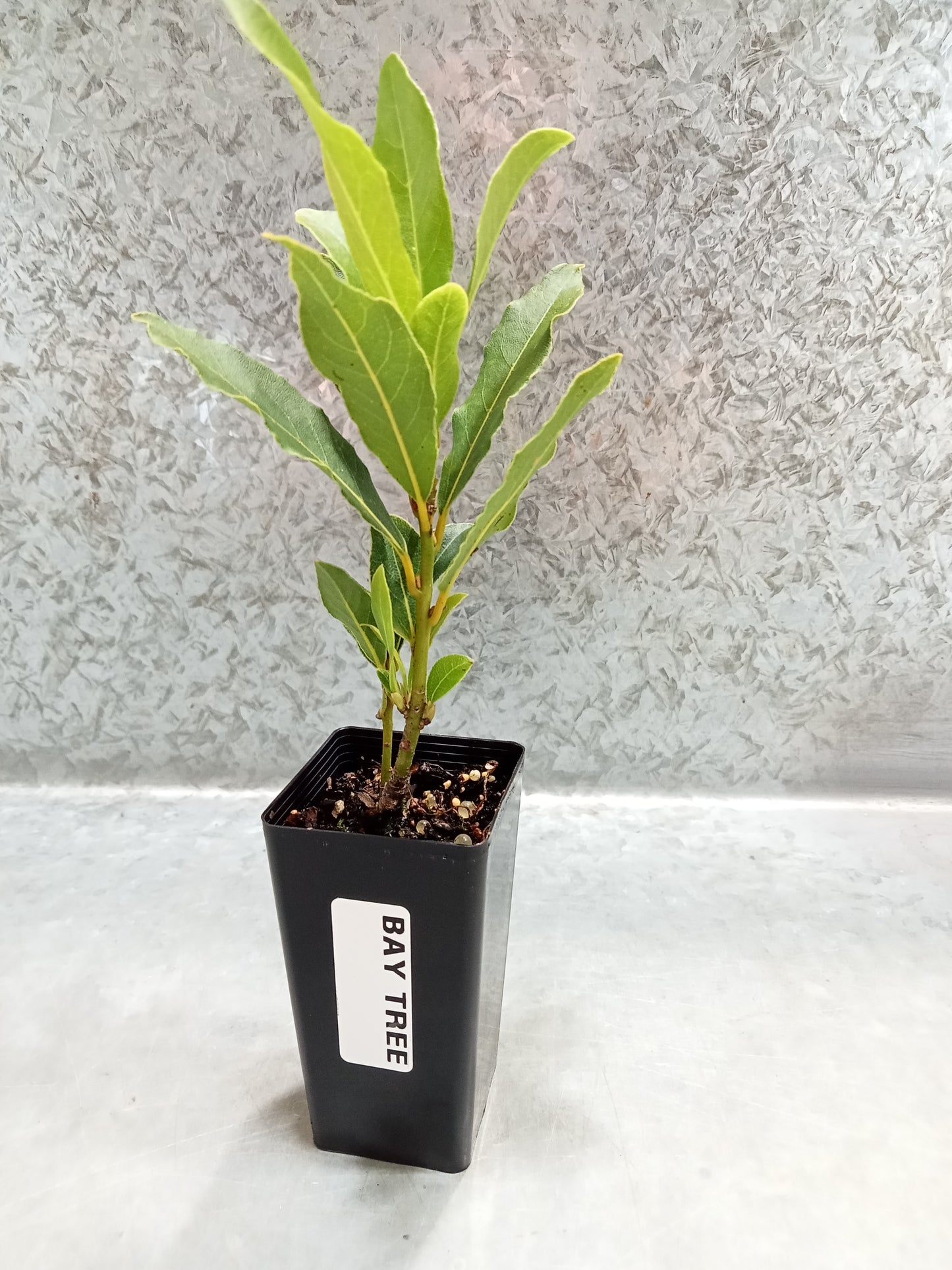 Bay Tree