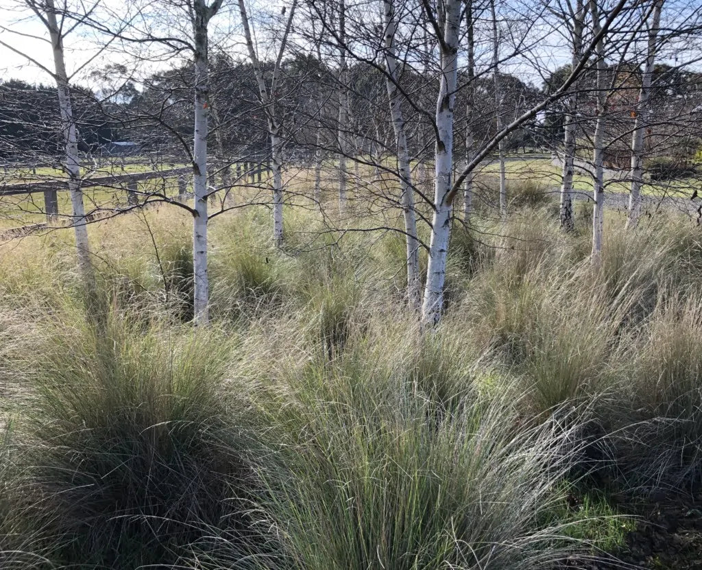Tussock Grass (Common)