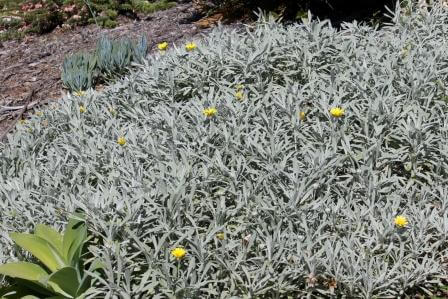 Gazania (Silver Leaf)