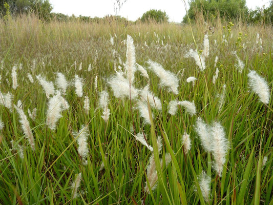 Bladey Grass