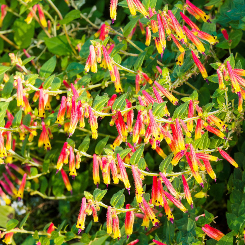 Brazilian fuchsia