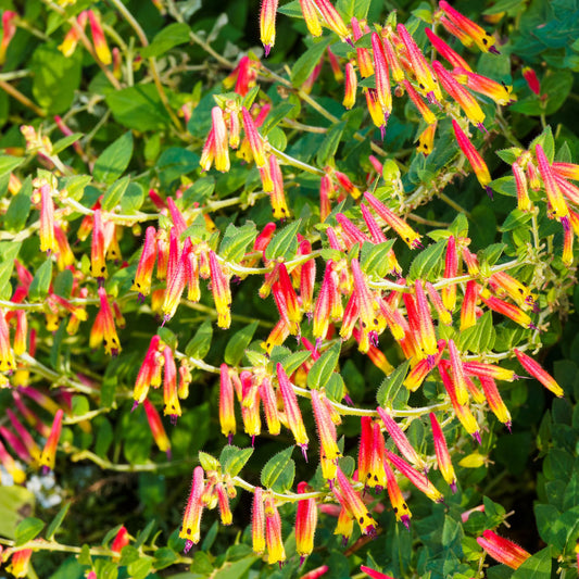 Brazilian fuchsia