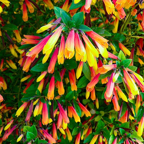 Brazilian fuchsia