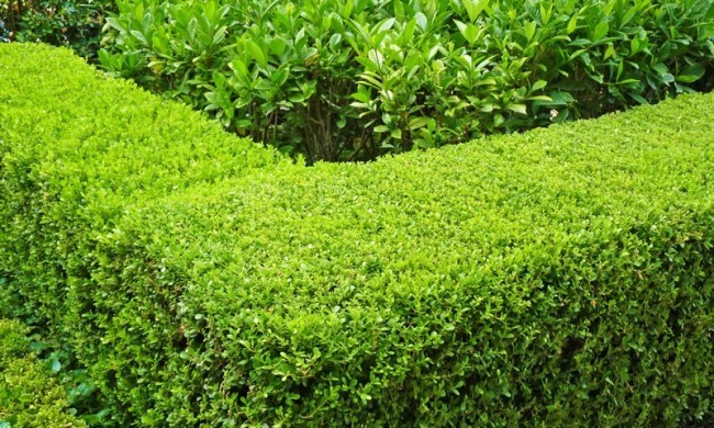 Buxus (Japanese)