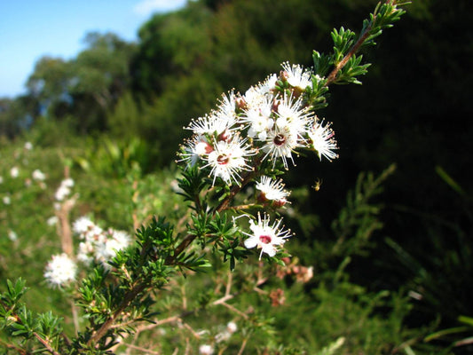Kunzea (White)