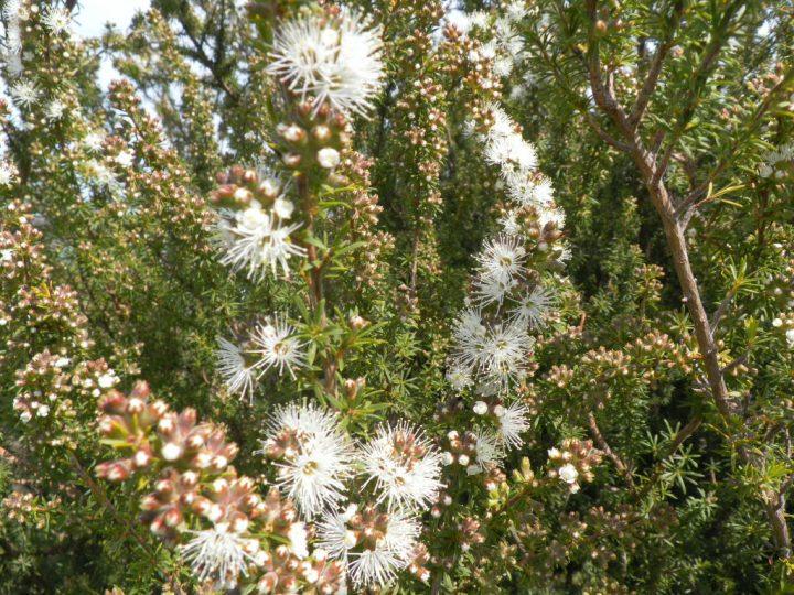 Kunzea (White)