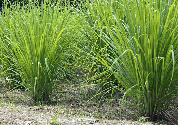 Lemon grass