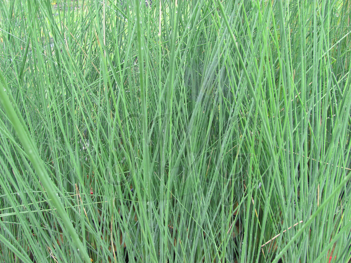 Sedge (Grey)