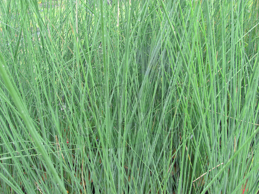 Sedge (Grey)