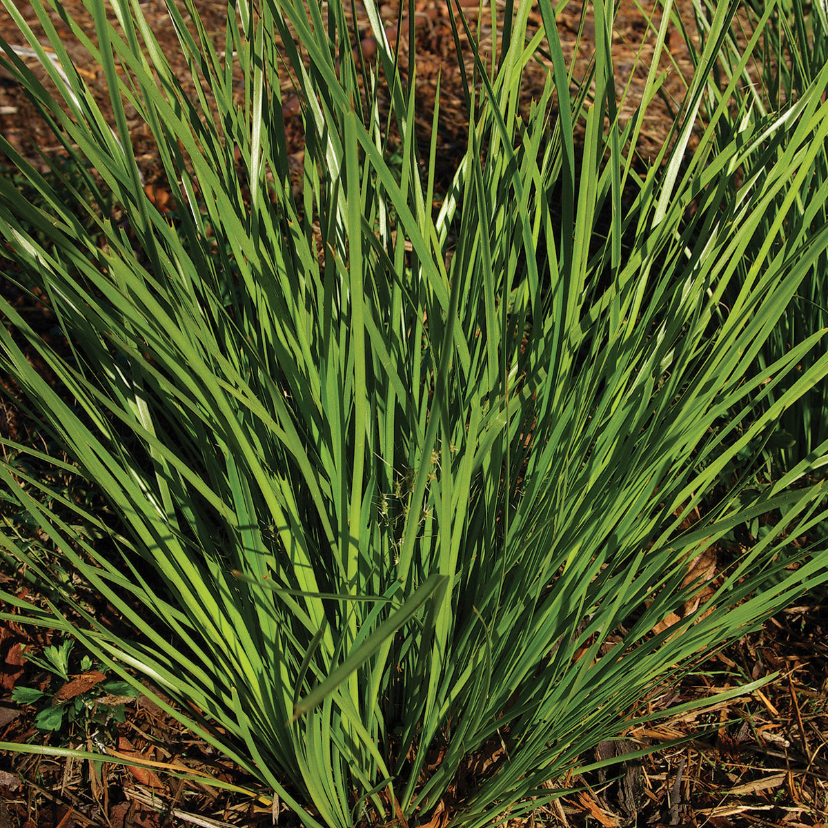 Lomandra (Lime Tuff)