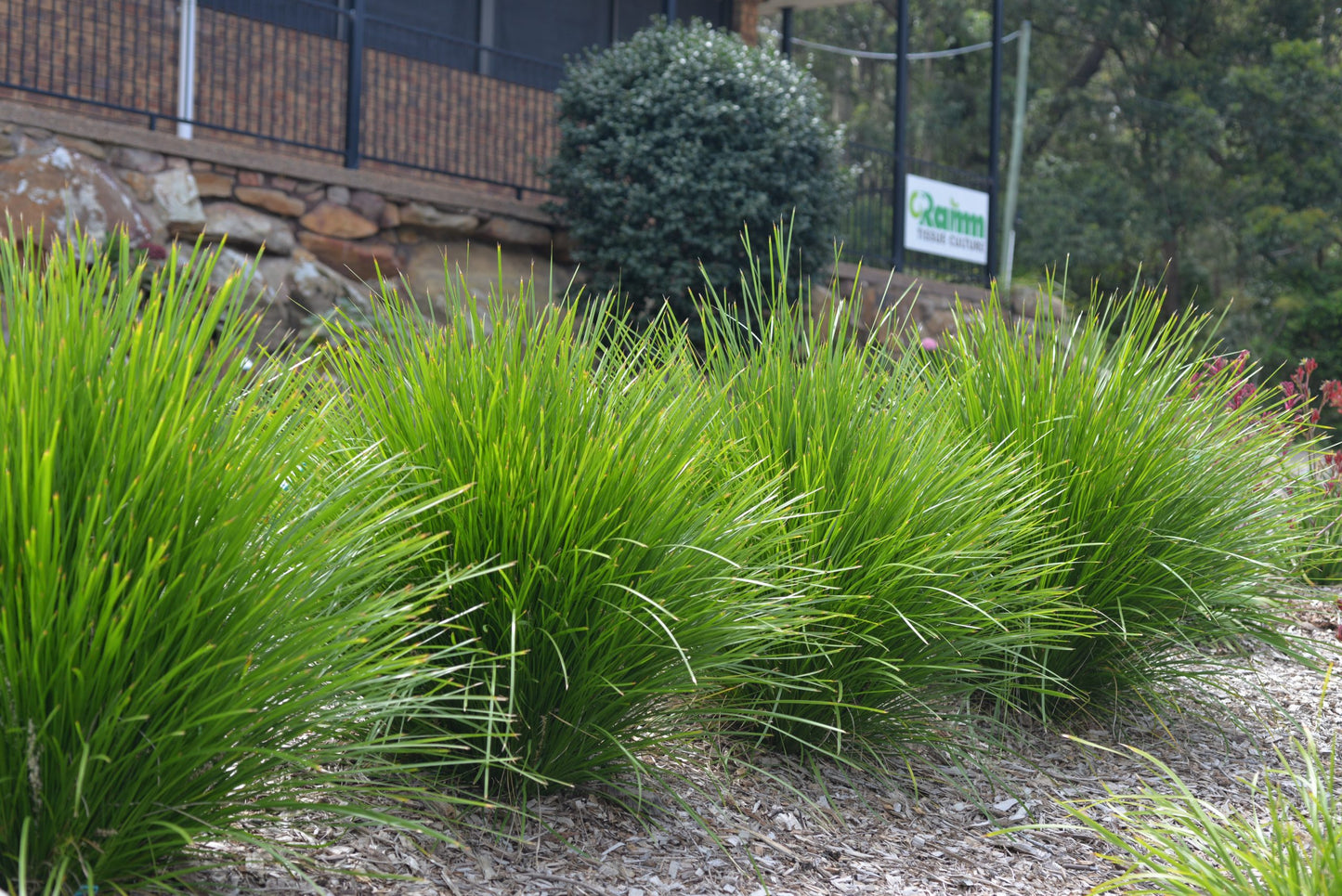 Lomandra (Lime Tuff)