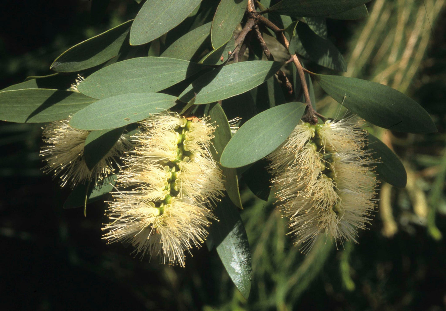Broad leaved paperbark