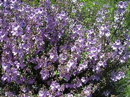 Thyme (Native)