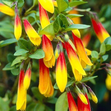 Brazilian fuchsia