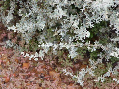 Saltbush (Spiny)