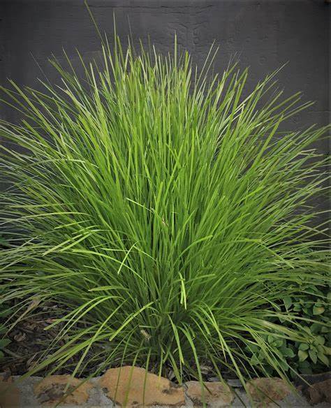 Lomandra (Lime Tuff)