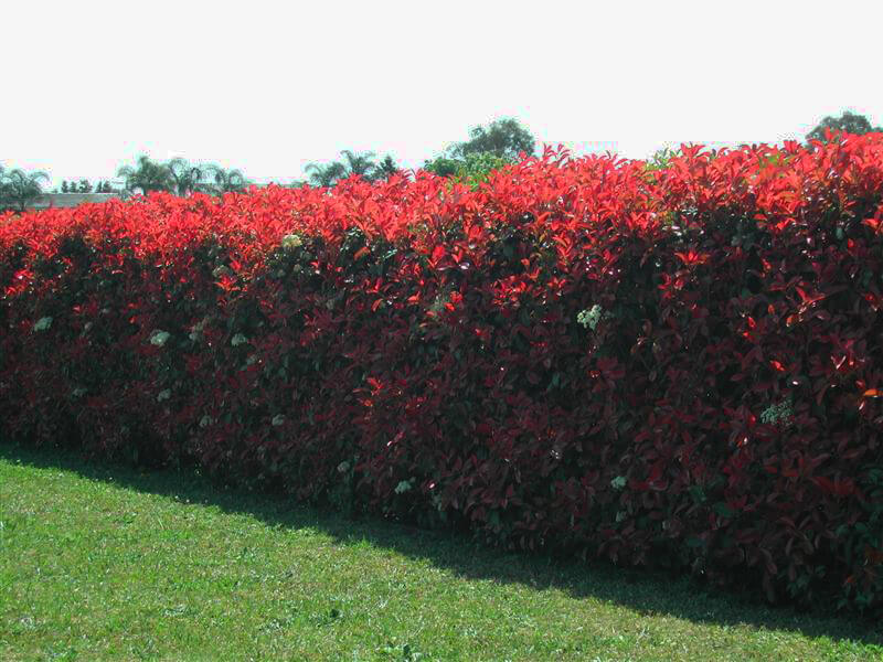 Photinia (Red Robin)