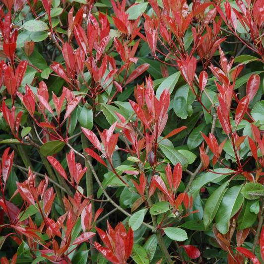 Photinia (Red Robin)