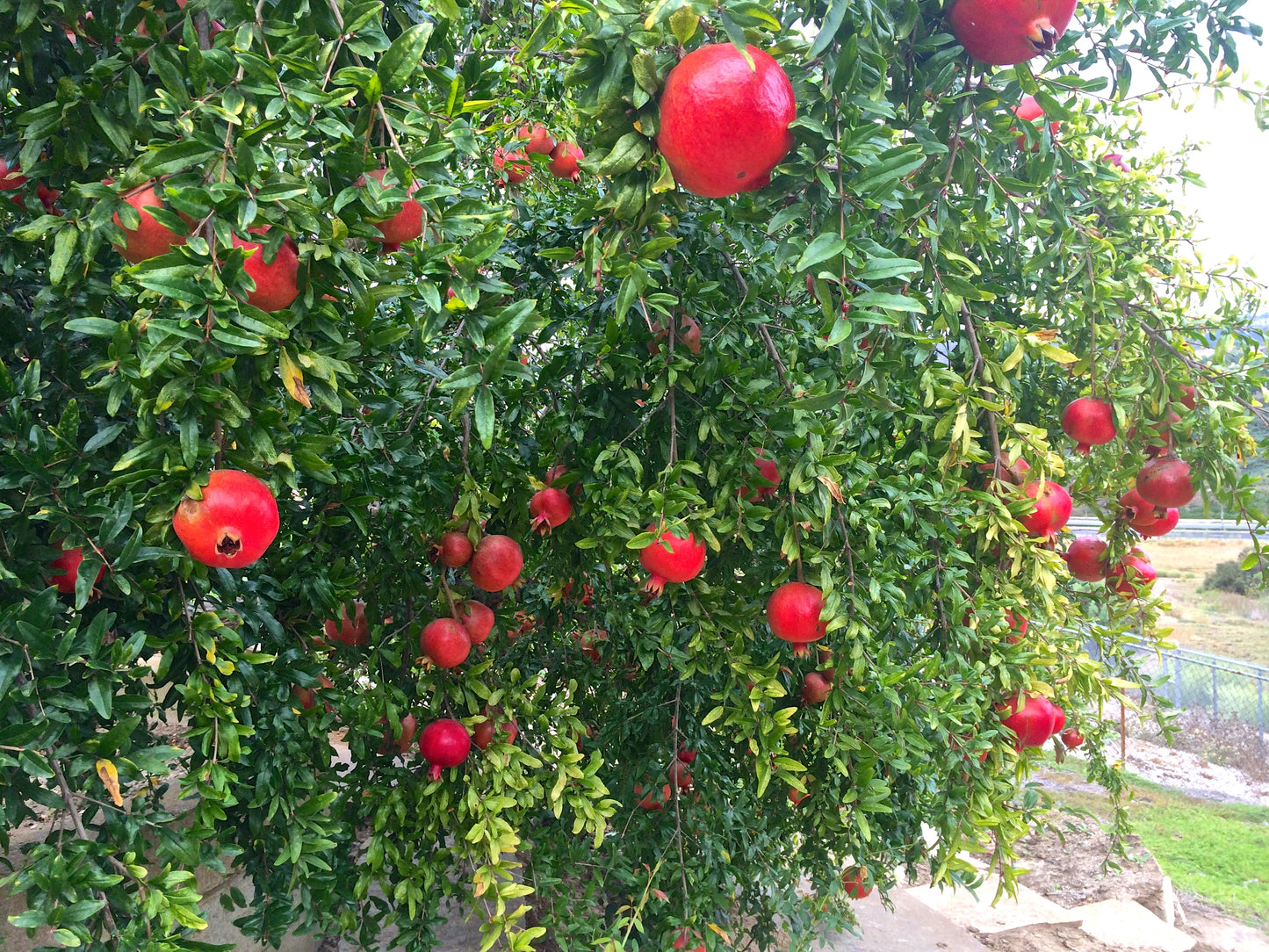 Pomegranate (Wonderful)