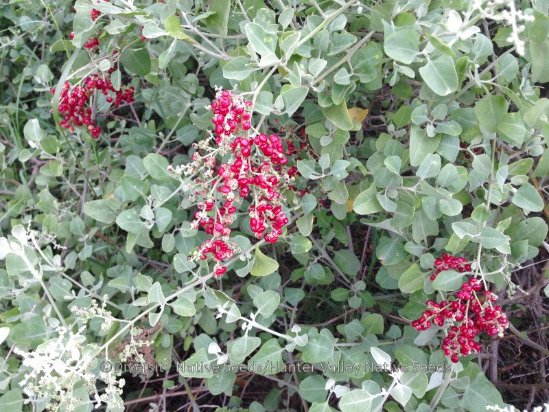 Saltbush (Spiny)