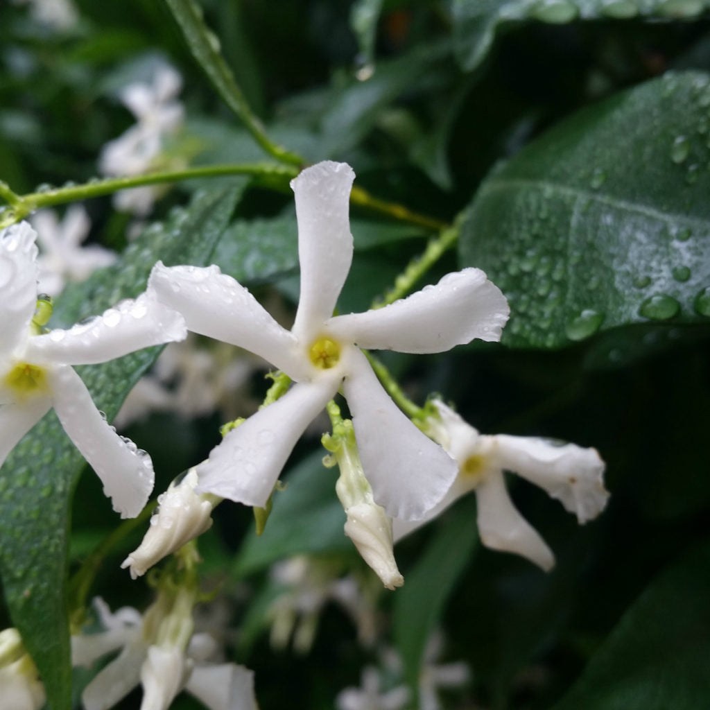 Jasmine (Star)