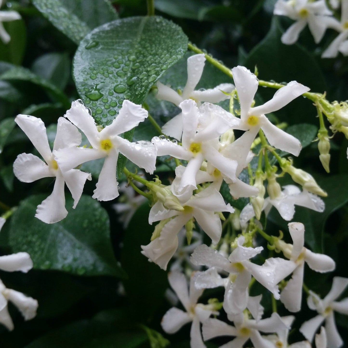 Jasmine (Star)