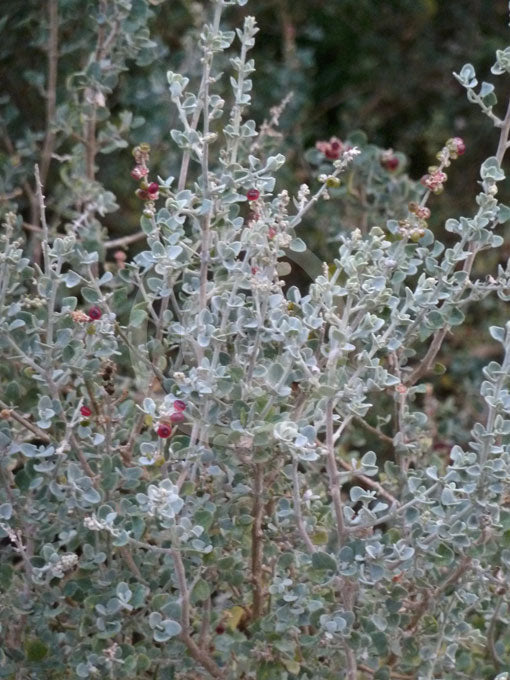 Saltbush (Spiny)