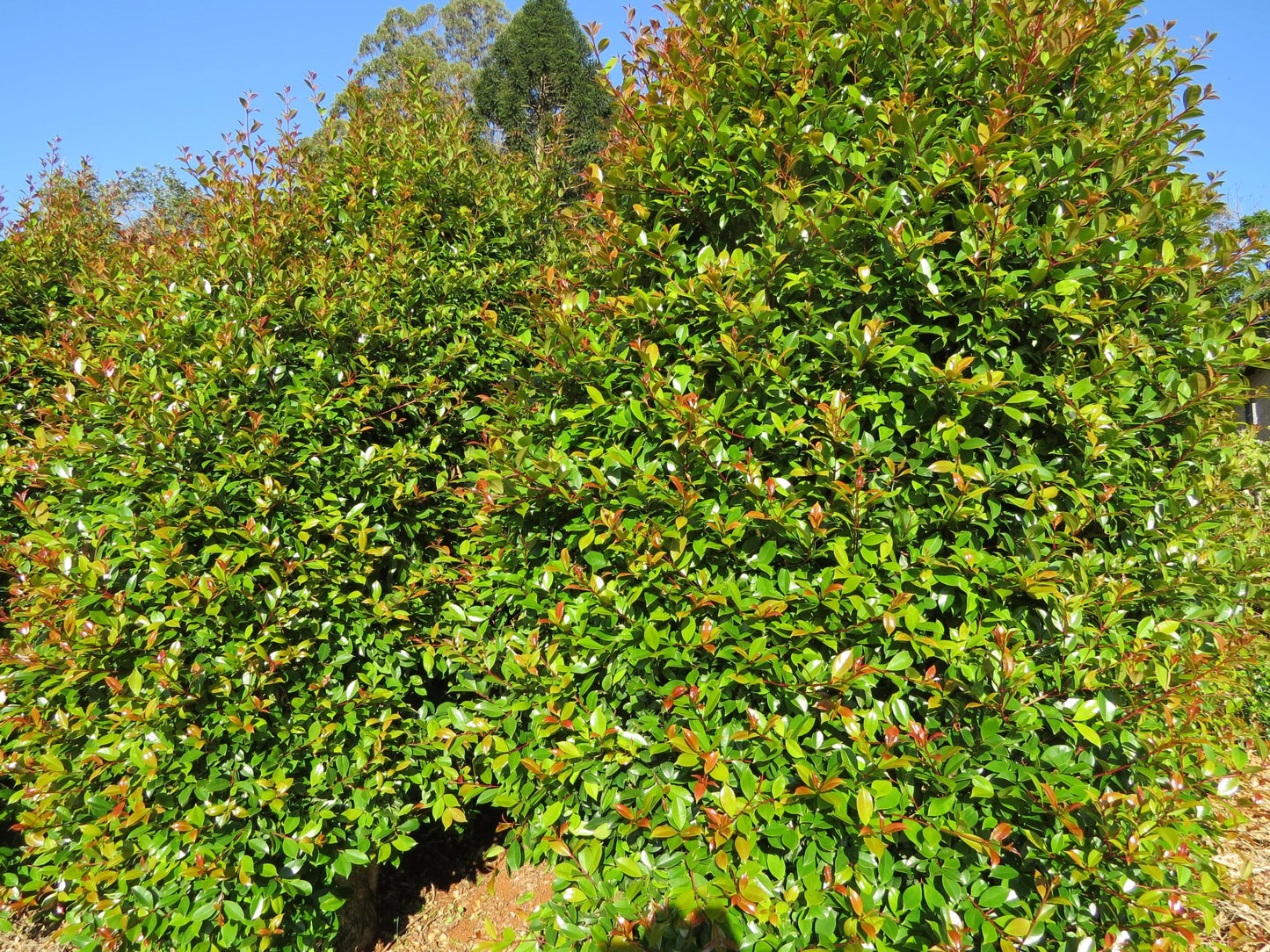 Lilli Pilli (Brush Cherry)