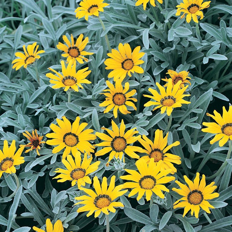 Gazania (Silver Leaf)