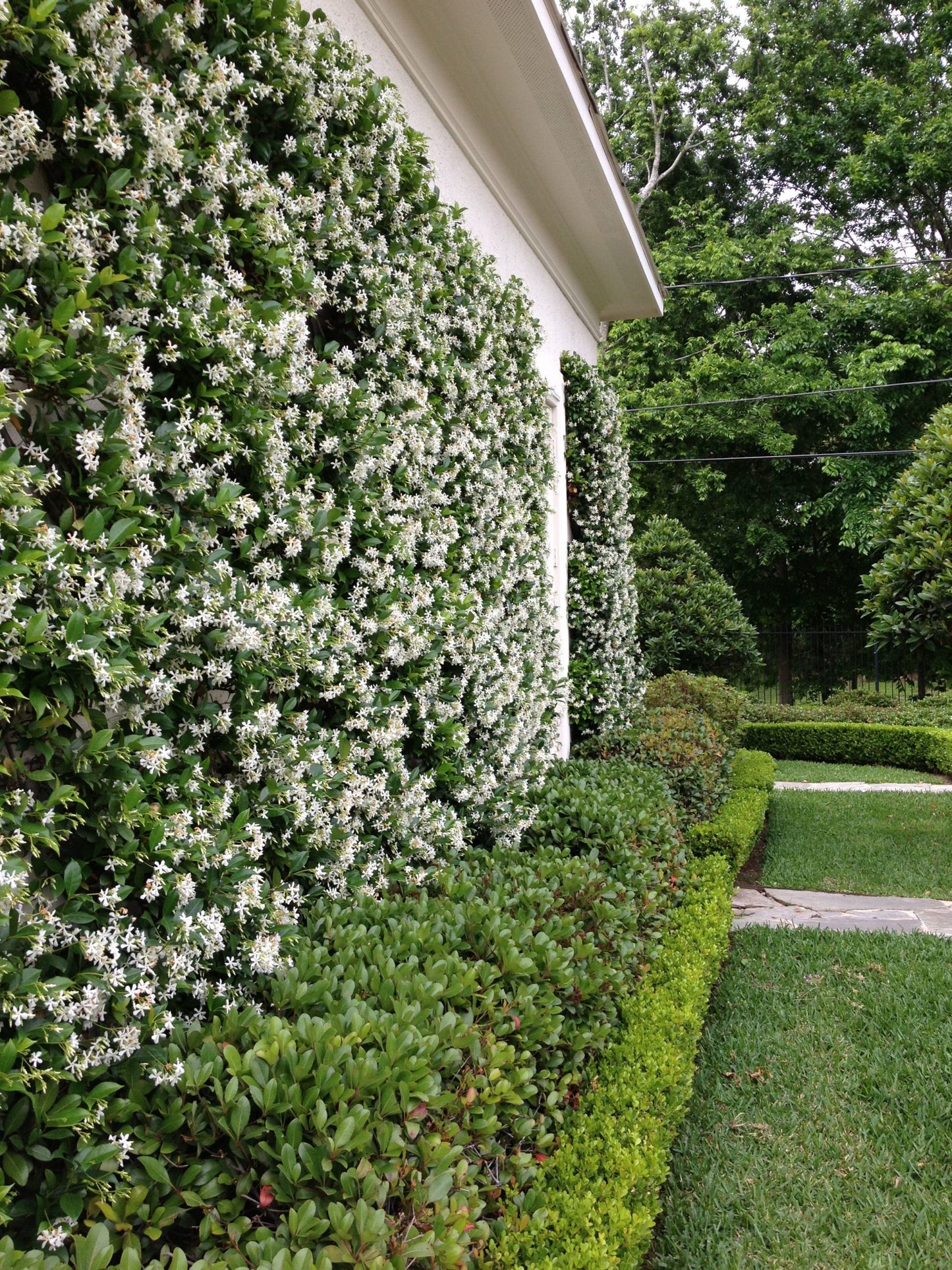 Jasmine (Star)