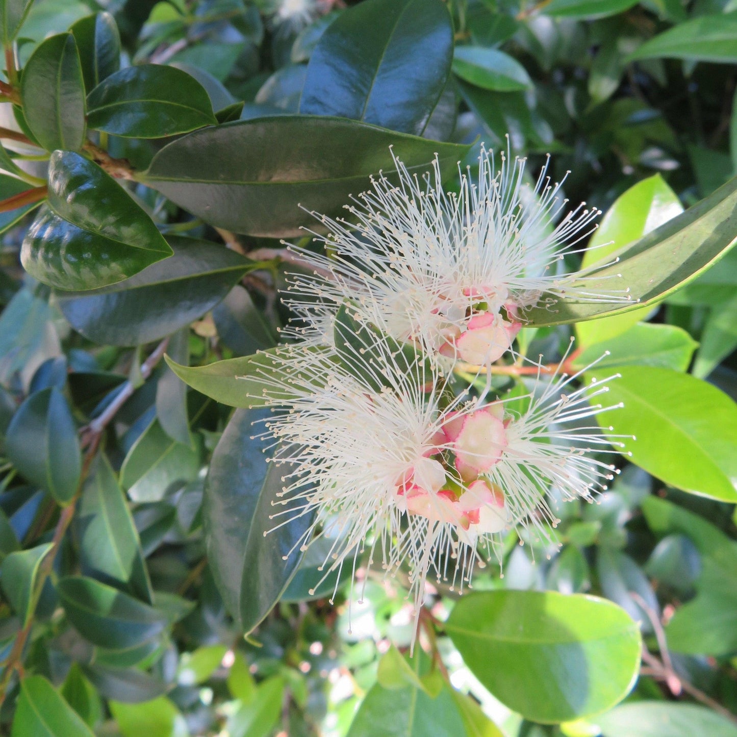 Lilli Pilli (Brush Cherry)