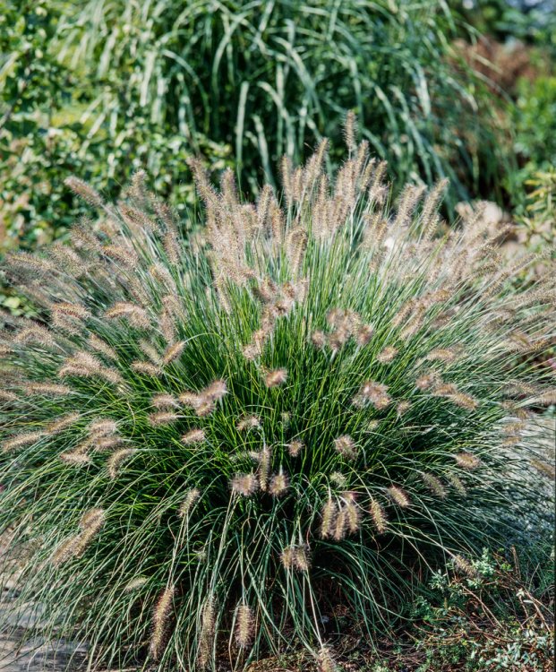 Foxtail (Coastal Swamp)