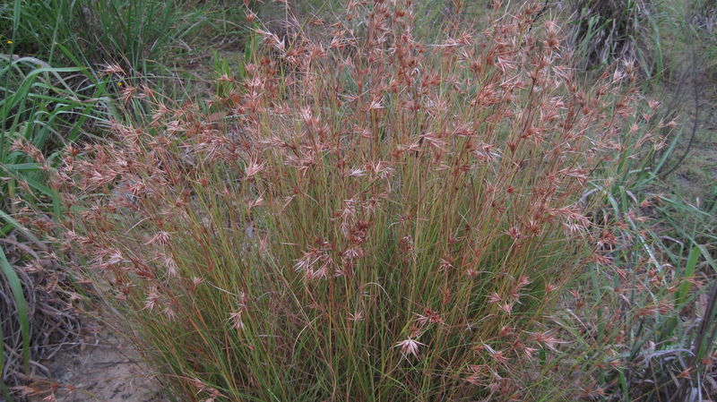 Kangaroo Grass